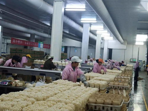 威宁技术转让与招聘 月薪3000至6000元的工作机遇解析